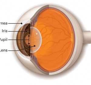 Cornea Specialist Doctor in Delhi | Corena Treatment:  Vision Eye Centre
