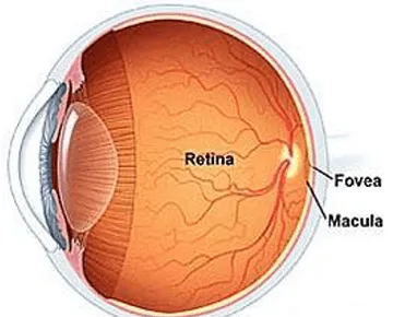 Vitreoretina and Uvea services